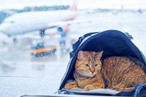 Traveling with Your Cat by Plane